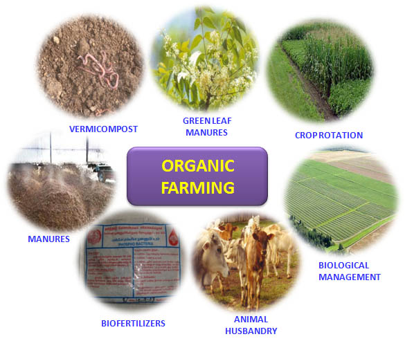 Farmer using tech in organic farming